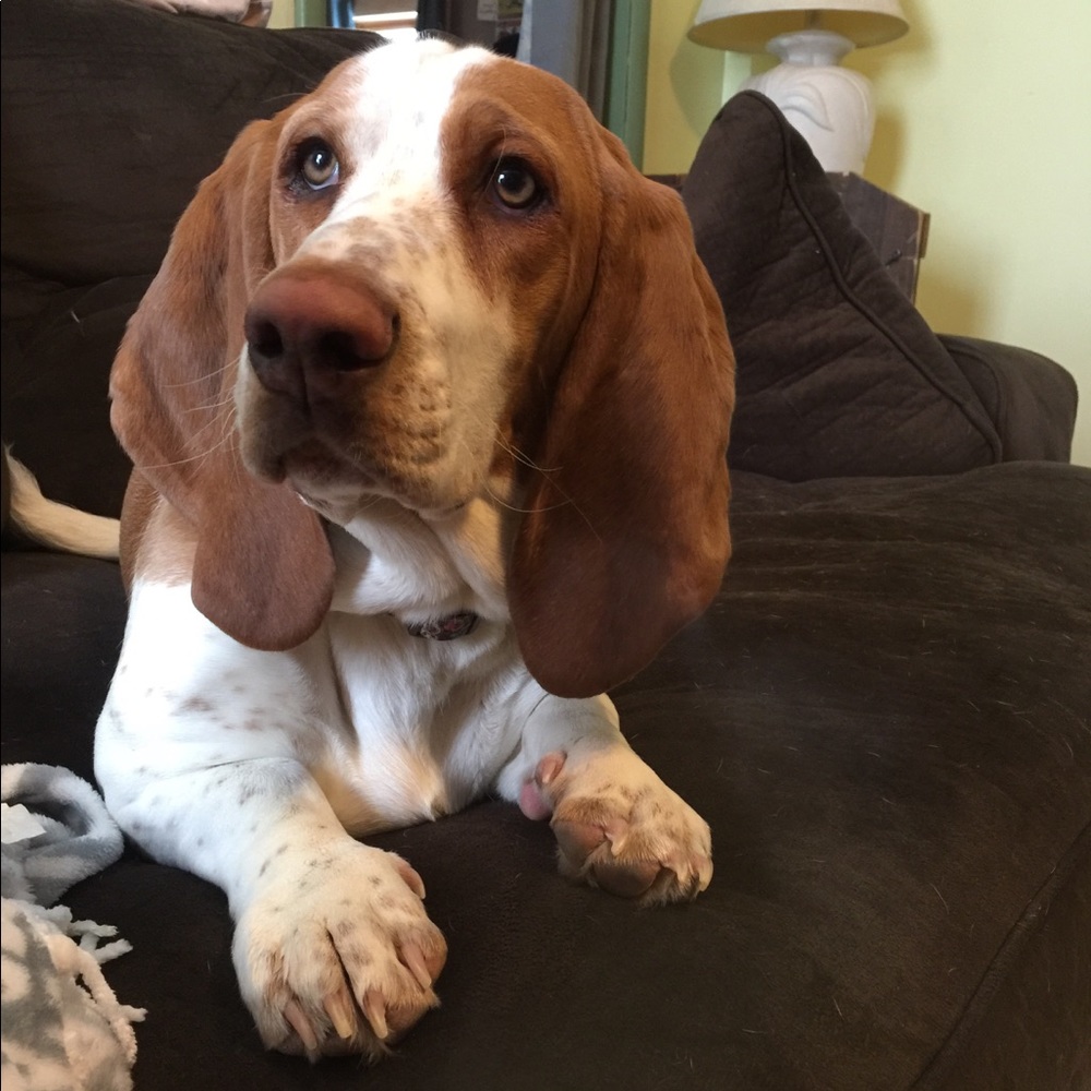 Meet your Posher, Cassandra